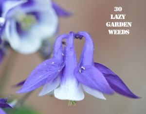 Aquilegia 30 WEEDS