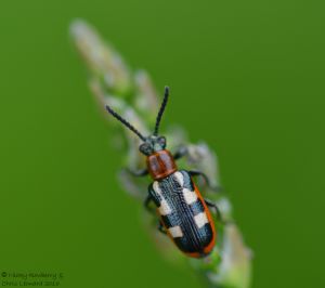Asparagus beetle