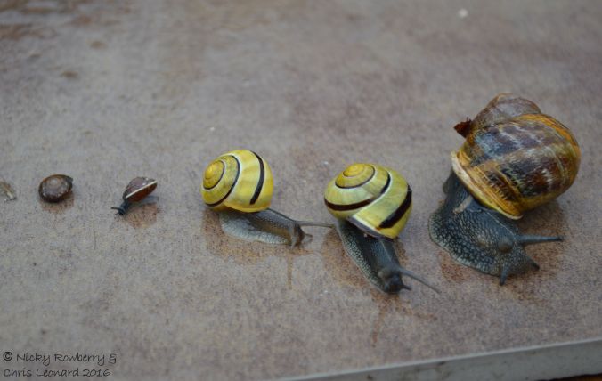 Assorted snails
