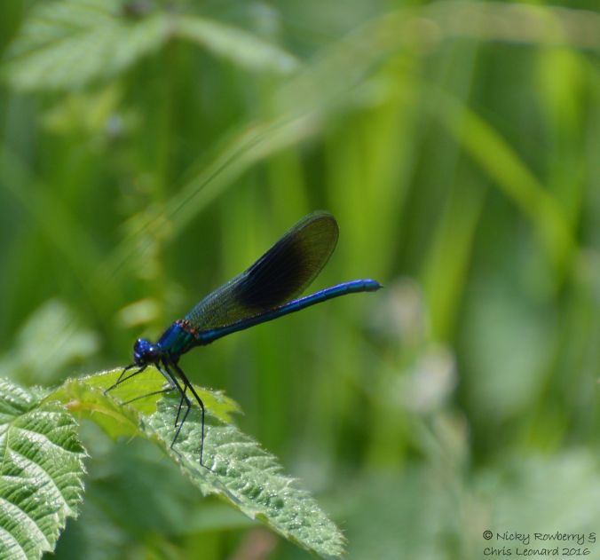 Banded Demoiselle