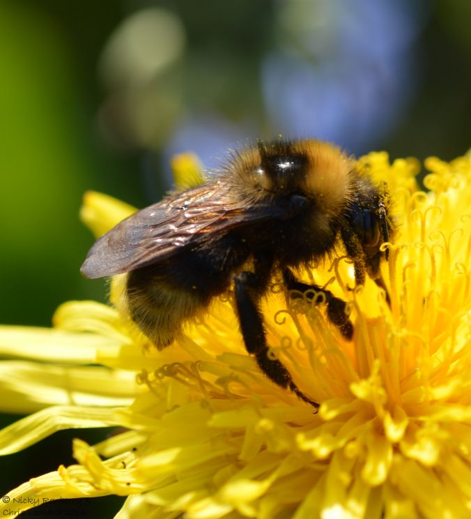 Barbut's Cuckoo Bee (3)