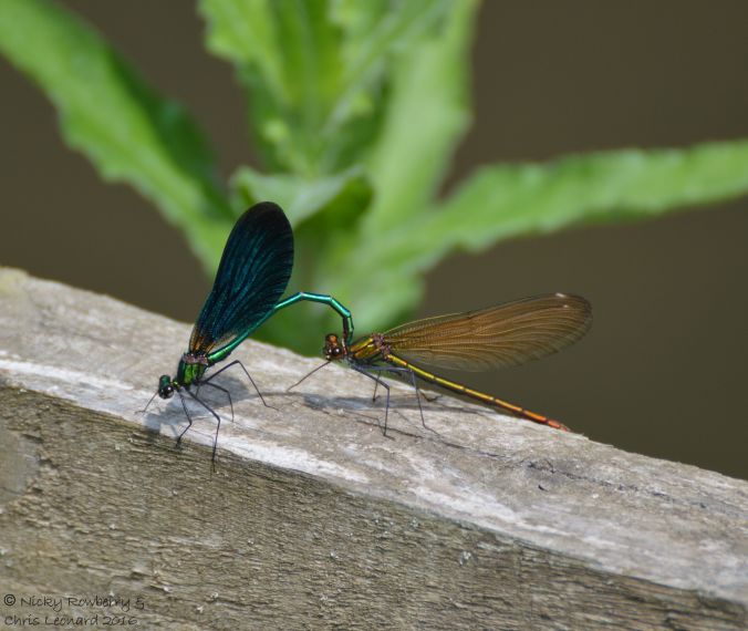 Beautiful Demoiselles Aymestrey