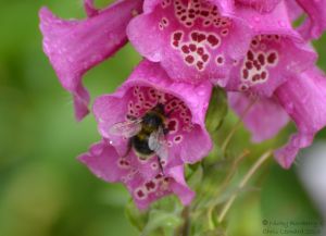 Bee in foxglove