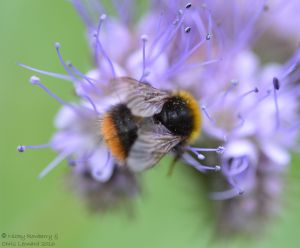 Bee on Phacelia