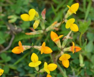 Birds Foot Trefoil