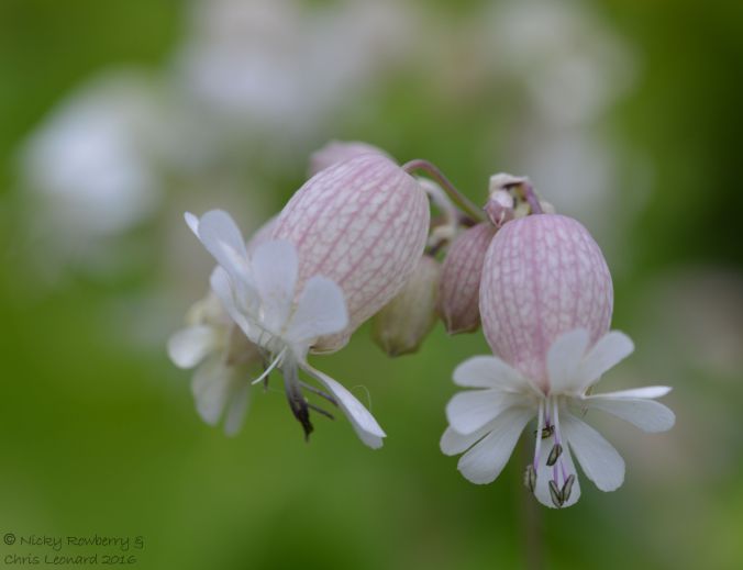 Bladder Campion