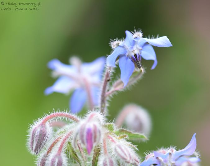 Borage