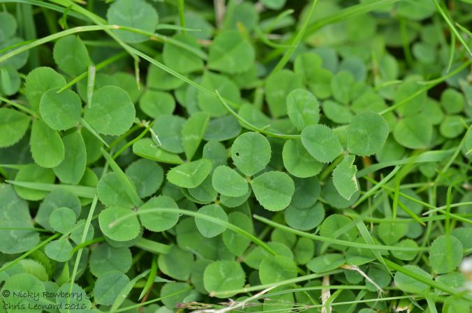 Clover 2