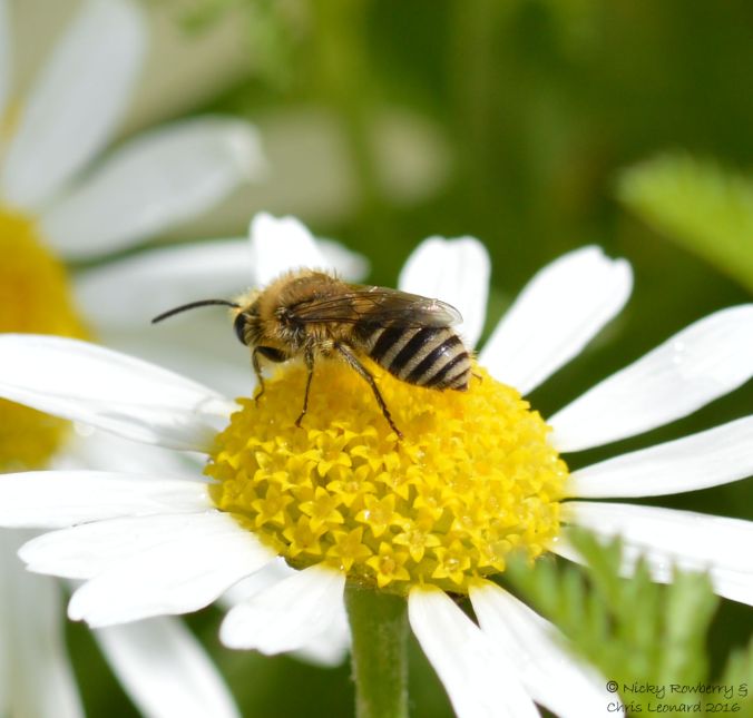 Colletes sp.