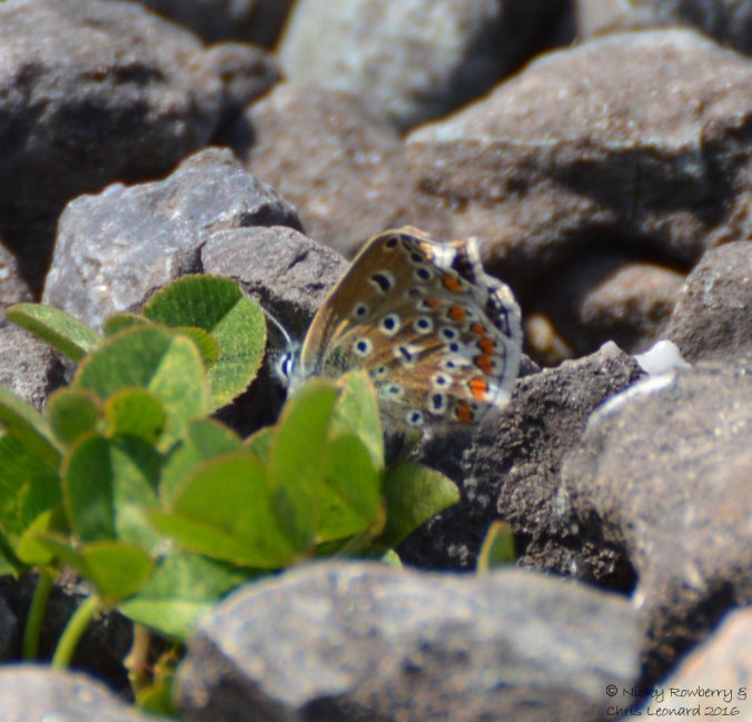 Common Blue (1)