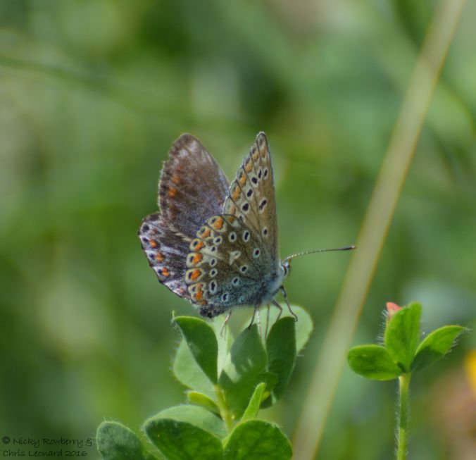 Common Blue Butterfly