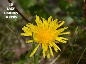 Dandelion 30 WEEDS