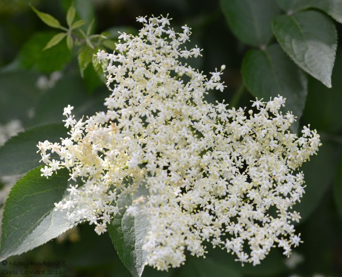 Elderflower