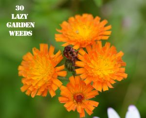 Fox and Cubs 30 WEEDS