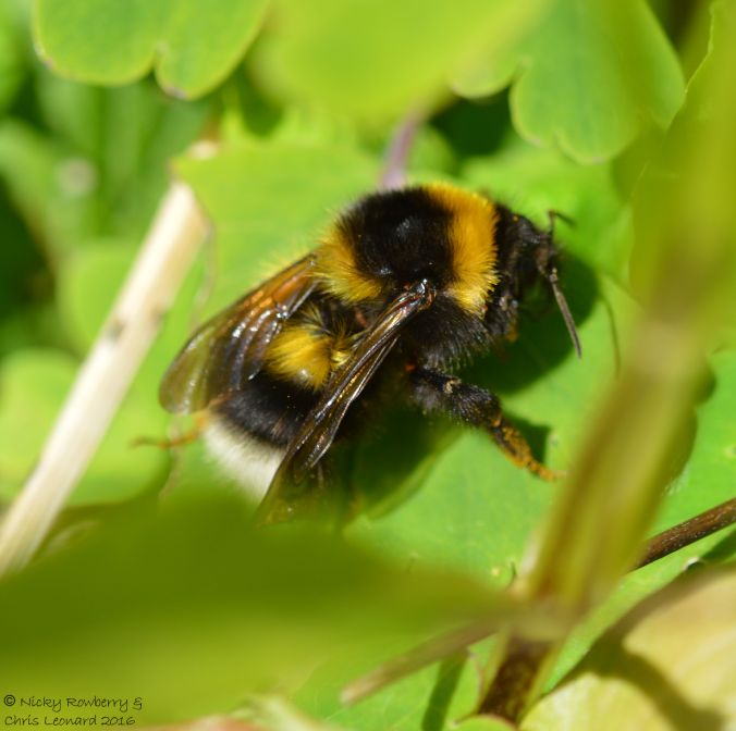 Garden Bumblebee