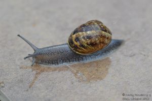 Garden Snail