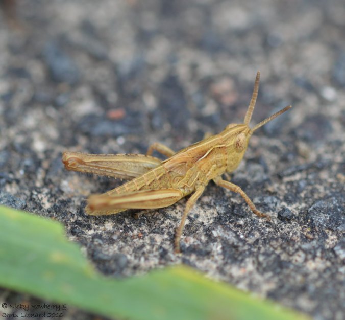 Grasshopper