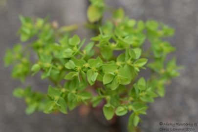 Green - Petty Spurge