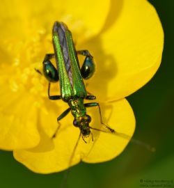 Green - Swollen thighed beetle