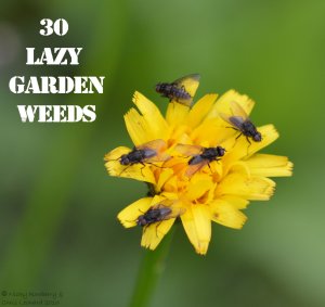 Hawkweed 30 WEEDS