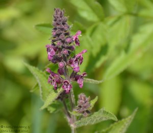 Hedge Woundwort