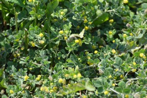 Black Medick