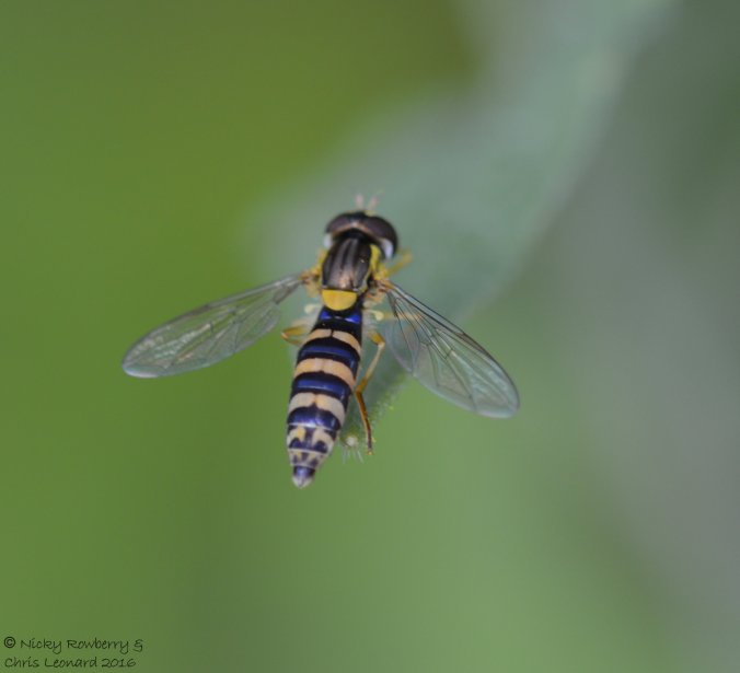 Hoverfly Sphaerophoria