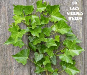 Ivy 30 weeds