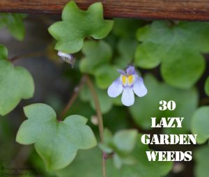 Ivy leaved toadflax 30 WEEDS