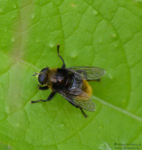 Large Hoverfly 2