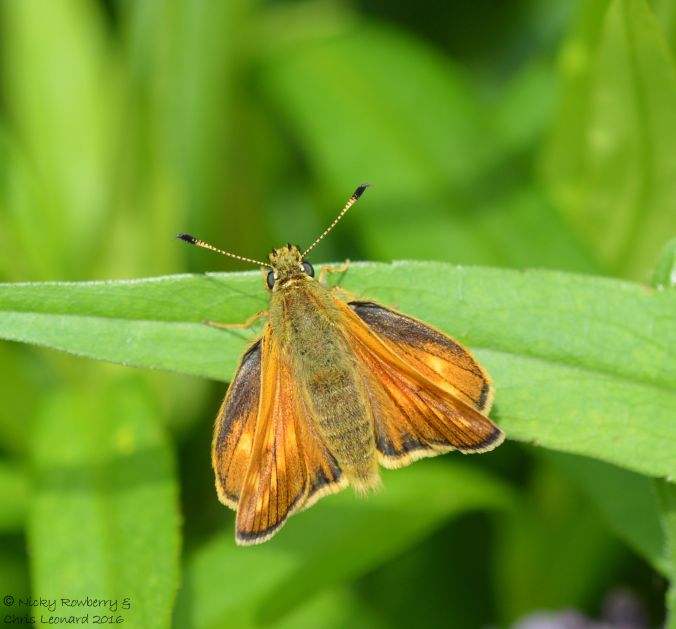 Large Skipper at work