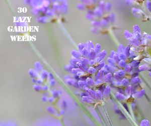 Lavender 30 WEEDS