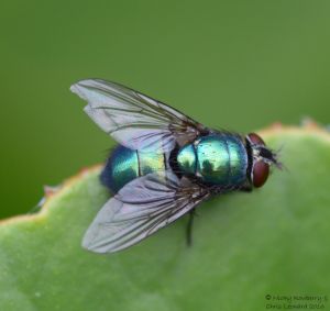 Lucilia green bottle