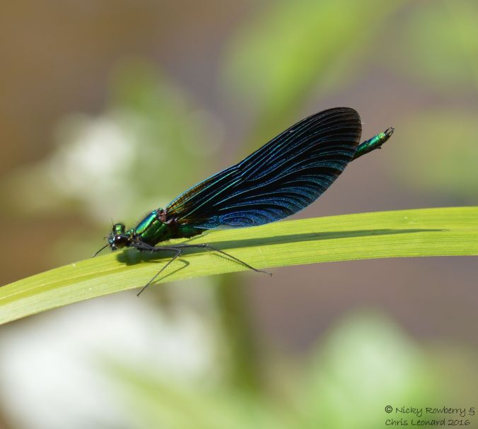 Male Demoiselle 2
