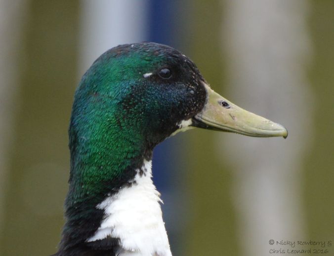 Male duck close up