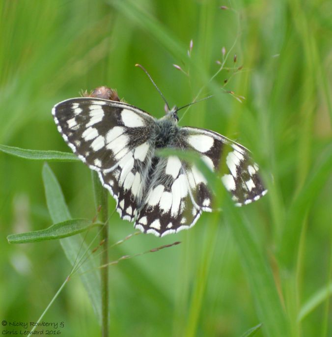 Marbled White 2