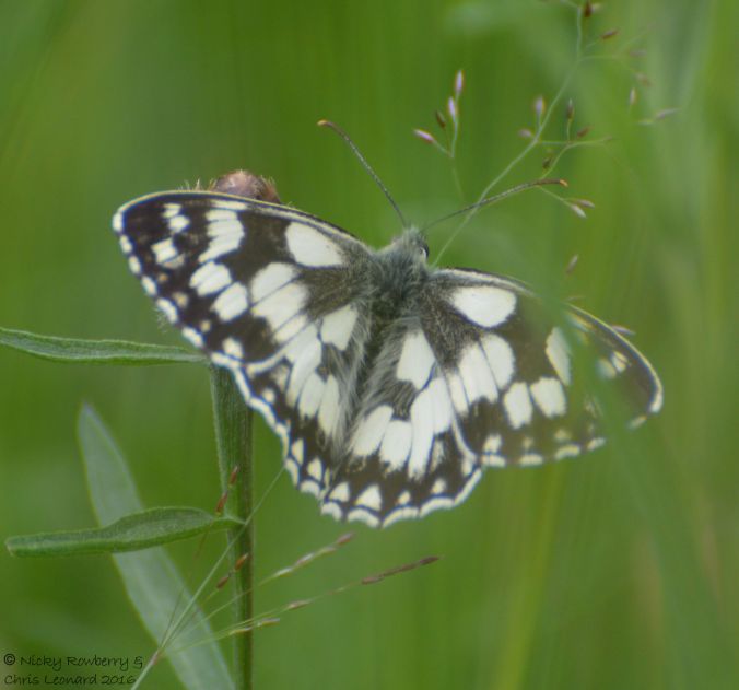 Marbled White