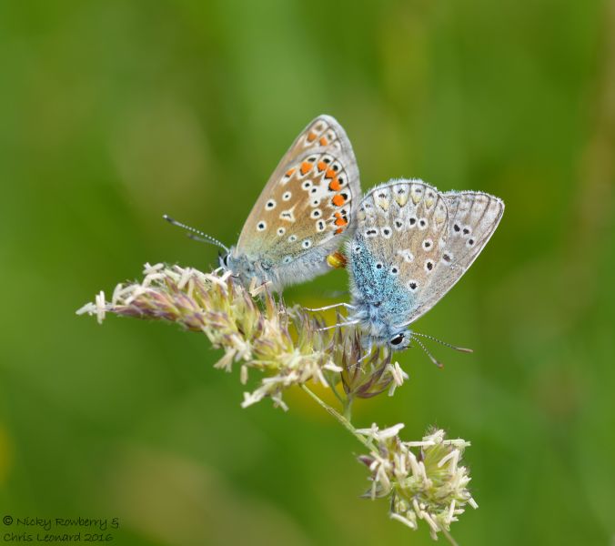 Mating common blues