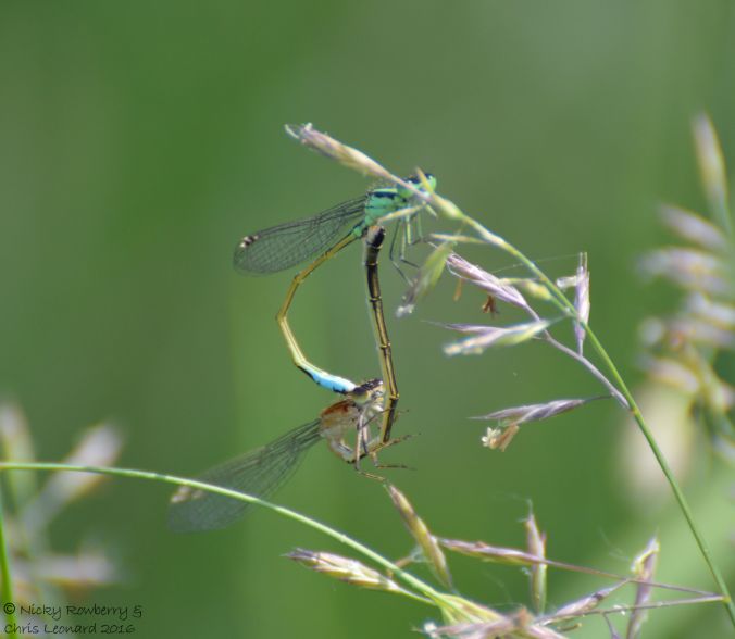 Mating Damselflies 1