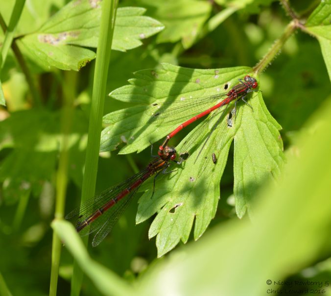 Mating damselflies