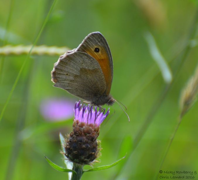 Meadow Brown