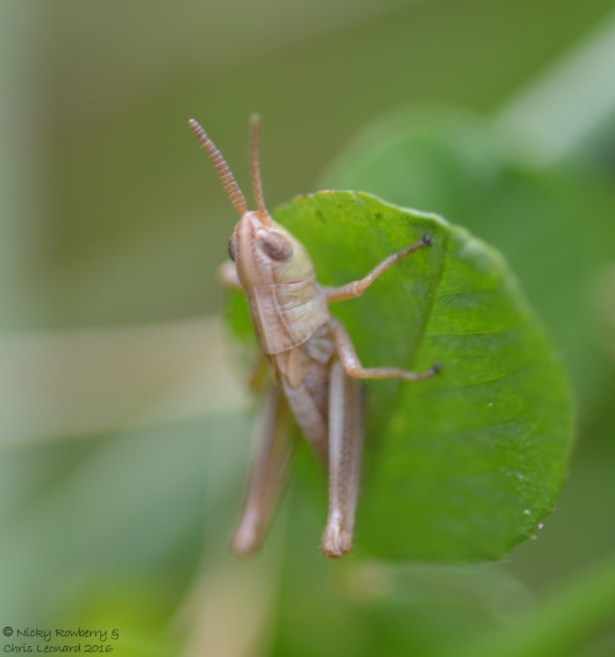 Meadow Grasshopper