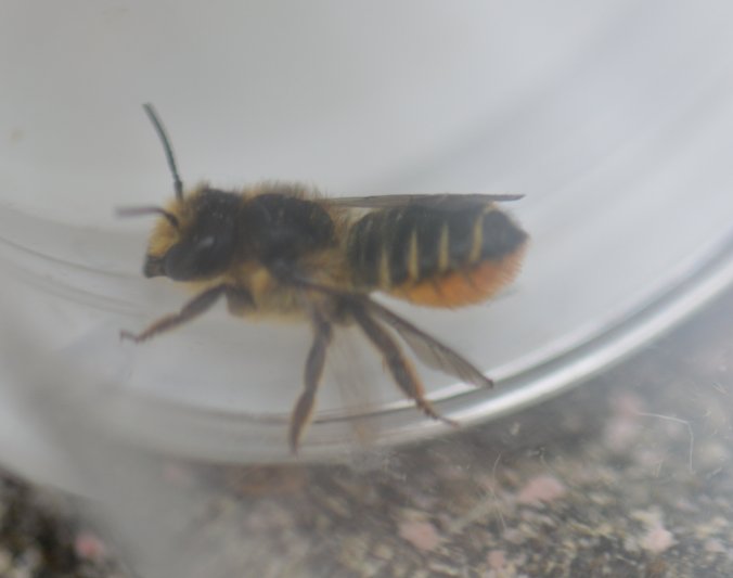 Megachile centuncularis