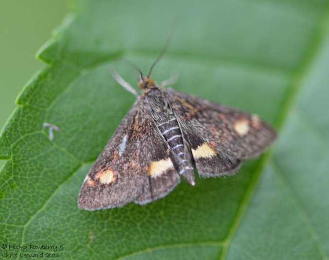 Mint moth