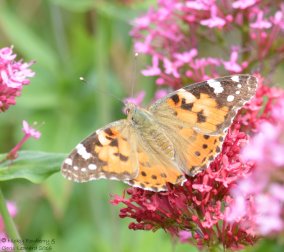 Orange - Painted Lady