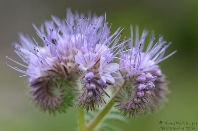 Phacelia