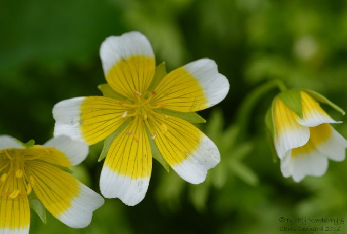 Poached egg plant
