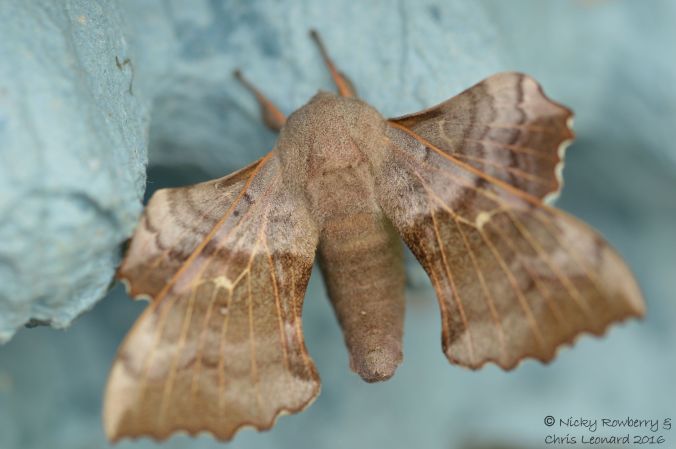 Poplar Moth
