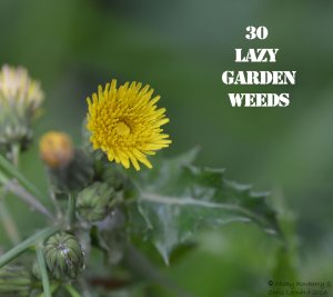 Prickly Sow Thistle 30 WEEDS