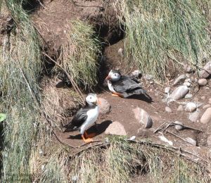 Puffins
